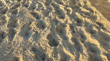 sunrise sand running